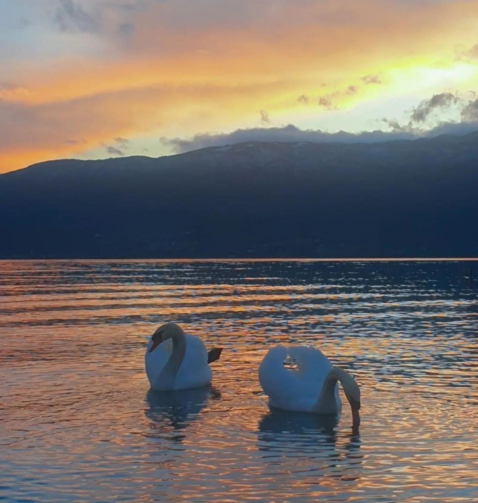 Vila Bolonja Struga Esterno foto